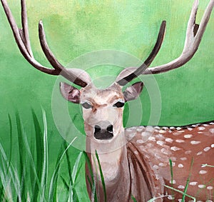 Original painting of a male cheetal deer in the grassland of Dhikala, Jim Corbett