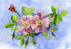 Original Painting of Wild Pink Roses.