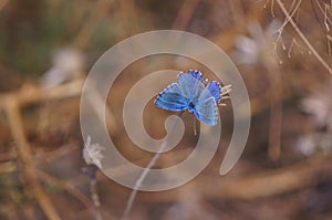 Original photos from the life of butterflies. Natural background