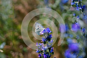 Original photos from the life of butterflies. Natural background