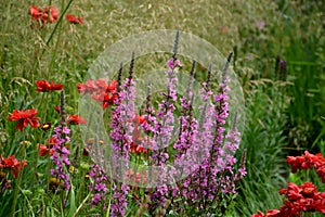 Of the original, rather dwarf species differs by its reliable growth into low carpets, without losing its nicely neat, compactly