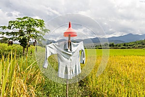 Original Scarecrow in paddy field