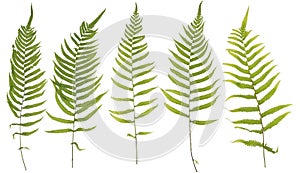 Original size full frame of the collected Leaf fern isolated on