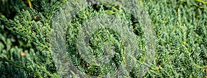 Original texture of natural Juniperus squamata `Ãâlue carpet needles. Blue with green background of shallow needles. photo