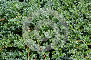 Original texture of natural Juniperus squamata `Ãâlue carpet` needles. Blue with green background of shallow needles photo