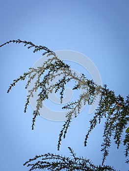 Original texture of uniper Juniperus communis Horstmann needles on blue sky. photo
