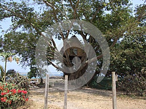 Original tree house in Vanuatu