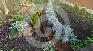 Original unusual decor with dry sunflowers in the flowers garden