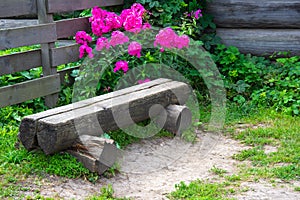 Original vintage wooden bench against the background of a bush with pink flowers in Suzdal, Russia