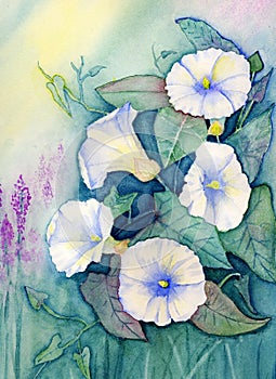 Original Watercolor - Flowers - Morning Glories photo