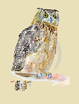 Original watercolor painting of bird, owl on a