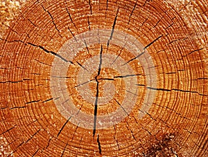 Originale struttura del legno sul ridurre 