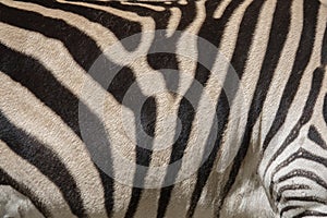 Original zebra skin texture