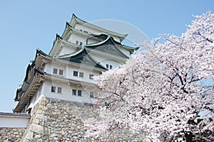 Sakura Nagoya Castle photo
