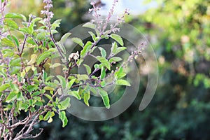 Orimum tenuiflorum & Basil flower or Tulsi