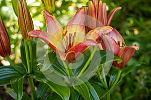 Oringe lilies coming into bloom