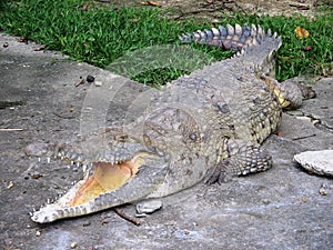 Orinoco Caiman. Crocodylus intermedius photo