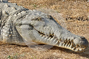 Orinoco crocodile