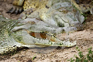 Orinoco Crocodile, crocodylus intermedius, Adult with Open Mouth Regulating Body Temperature, Los Lianos in Venezuela