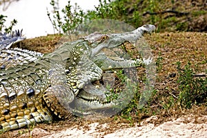 Orinoco Crocodile, crocodylus intermedius, Adult with Open Mouth Regulating Body Temperature, Los Lianos in Venezuela