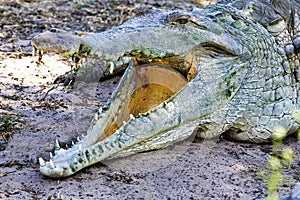 Orinoco Crocodile, crocodylus intermedius, Adult with Open Mouth Regulating Body Temperature, Los Lianos in Venezuela