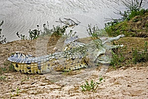 Orinoco Crocodile, crocodylus intermedius, Pair standing near River, Los Lianos in Venezuela