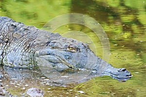 Orinoco Crocodile photo