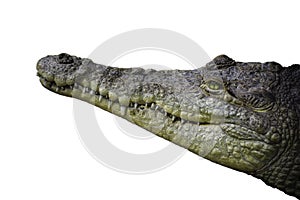 Orinoco Crocodile Head Shot isolated