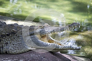 Orinoco Crocodile Open Mouth