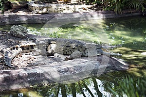 Orinoco Crocodile Resting