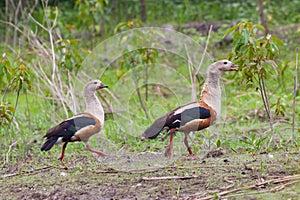 Orinoco Geese photo