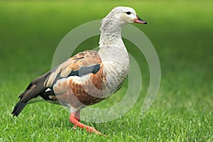 Orinoco goose photo