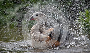 Orinoco Goose bathing