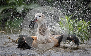 Orinoco Goose bathing