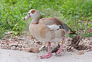 Orinoco goose