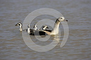 ORINOCO GOOSE neochen jubata, ADULT WITH CHICK, LOS LIANOS IN VENEZUELA