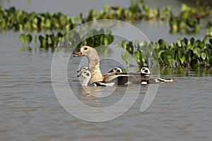 Orinoco Goose, neochen jubata, Adult with Chicks standing in Water, Los Lianos in Venezuela