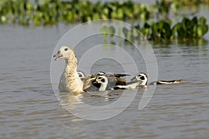 Orinoco Goose, neochen jubata, Adult with Chicks on Water, Los Lianos in Venezuela