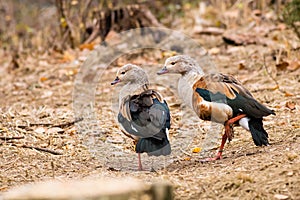 The Orinoco goose - Neochen jubata