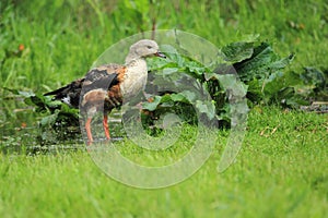 Orinoco goose photo