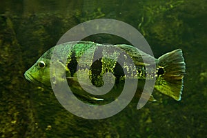 The Orinoco peacock bass Cichla orinocensis.