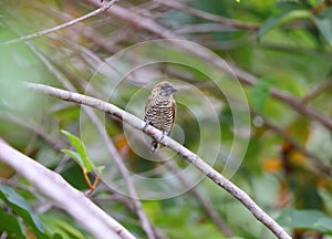 Orinoco piculet (Picumnus pumilus) in Colombia photo