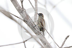 Orinoco piculet (Picumnus pumilus) in Colombia photo