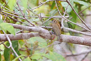 Orinoco piculet (Picumnus pumilus) in Colombia photo