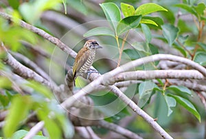 Orinoco piculet (Picumnus pumilus) in Colombia photo