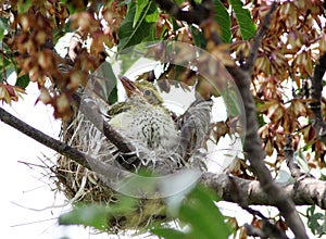 Oriole juvenile