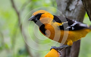 Oriole perched on citrus