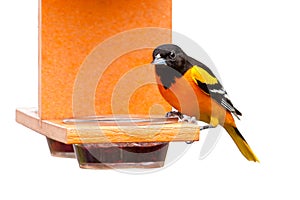 Oriole and Perched at a Grape Jelly Feeder