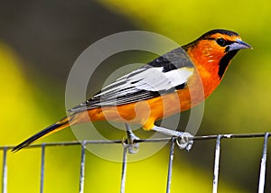 Oriole Perching on Wire Fence photo