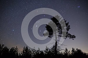 Orion constellation on a night starry sky above alone pine tree